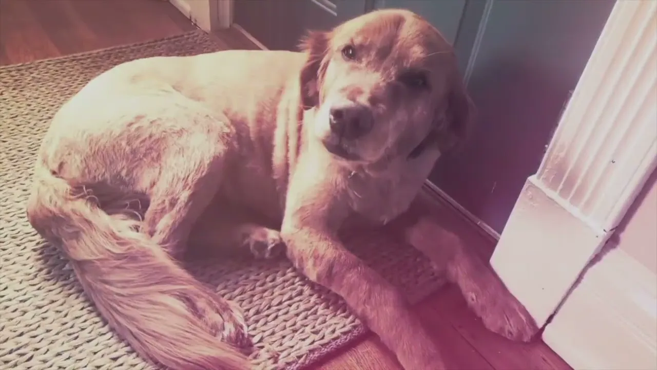 Beloved dog featured in a pet tribute film