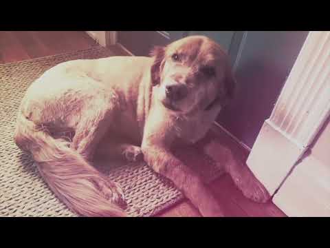Still from Forever in Our Hearts | Pet Memorial Tribute by Montages in Motion